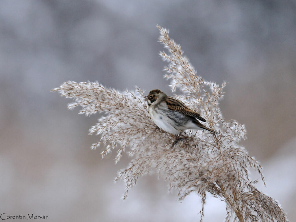 Common Reed Bunting male adult post breeding