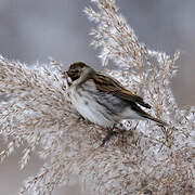 Common Reed Bunting