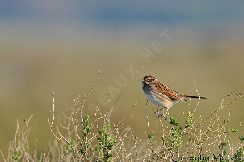 Common Reed Bunting