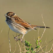 Common Reed Bunting