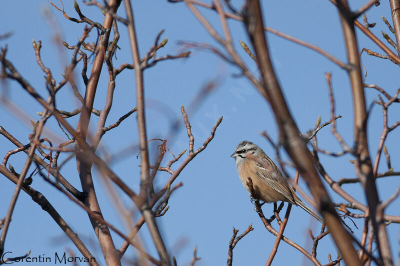 Rock Bunting