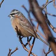 Rock Bunting