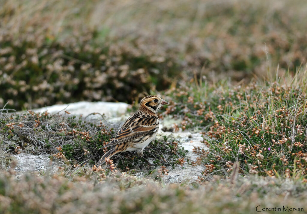 Lapland Longspur