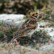 Lapland Longspur