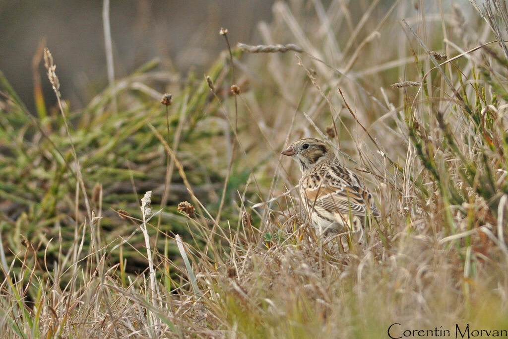 Lapland Longspur