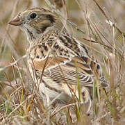 Lapland Longspur