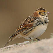 Lapland Longspur