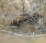 Lapland Longspur