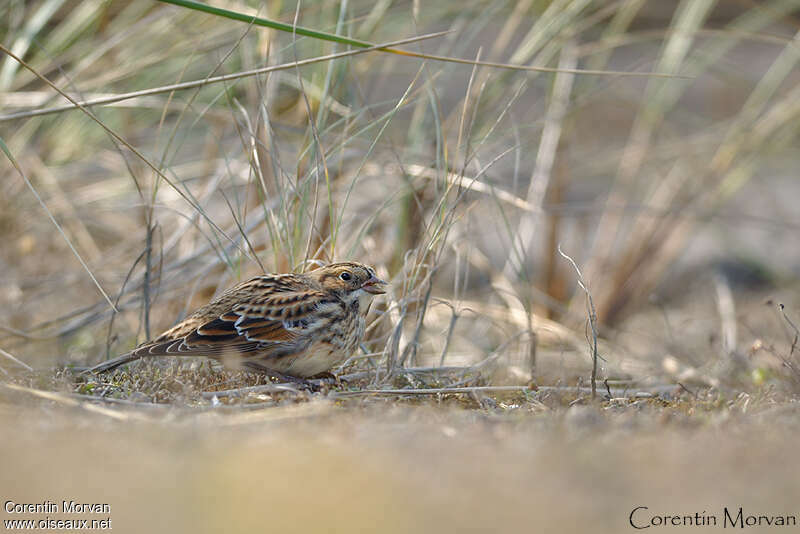 Bruant lapon, habitat, pigmentation, mange, Comportement