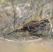 Lapland Longspur