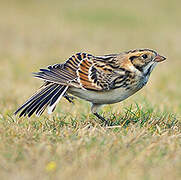 Lapland Longspur