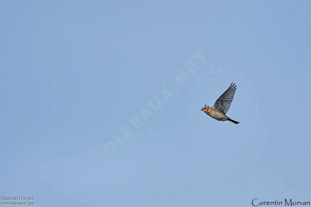 Lapland Longspur, Flight