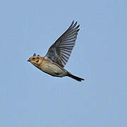 Lapland Longspur