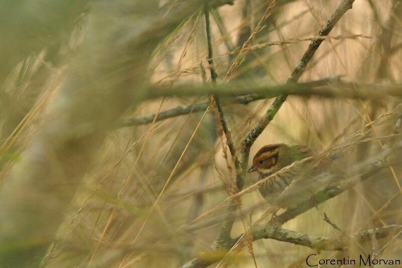 Little Bunting