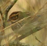 Little Bunting