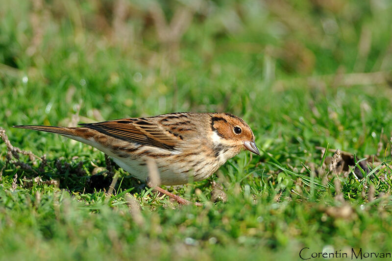 Little Bunting