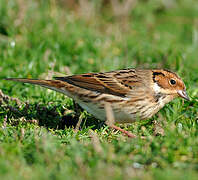 Little Bunting