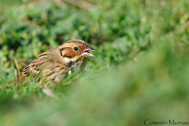 Little Bunting