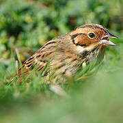 Little Bunting