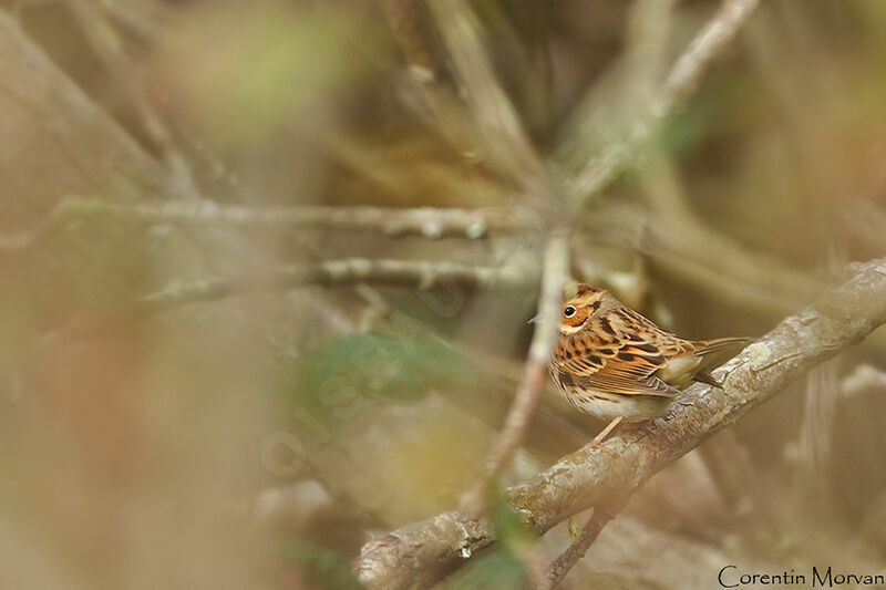 Little Bunting