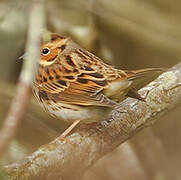 Little Bunting