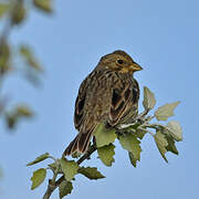 Corn Bunting