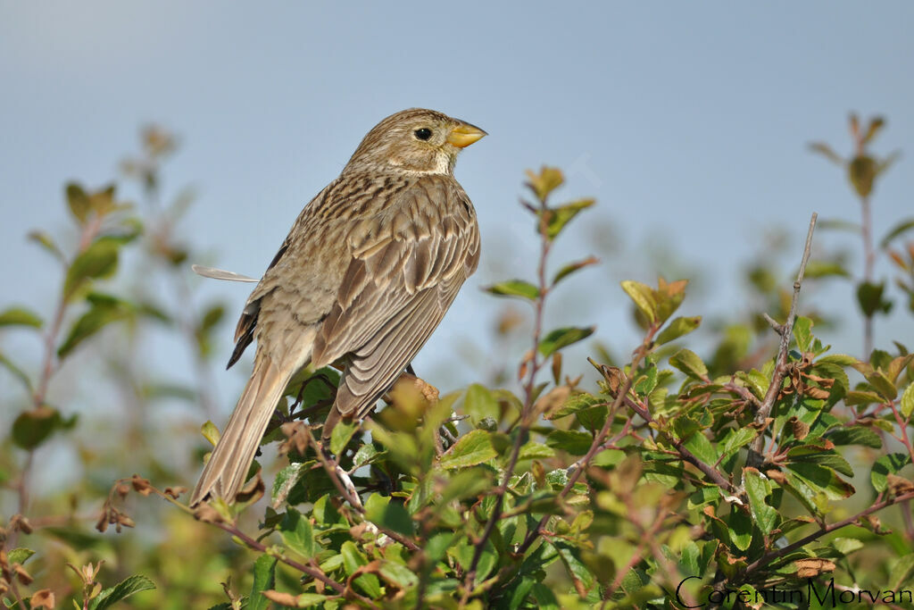 Corn Bunting