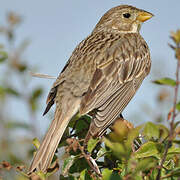 Corn Bunting