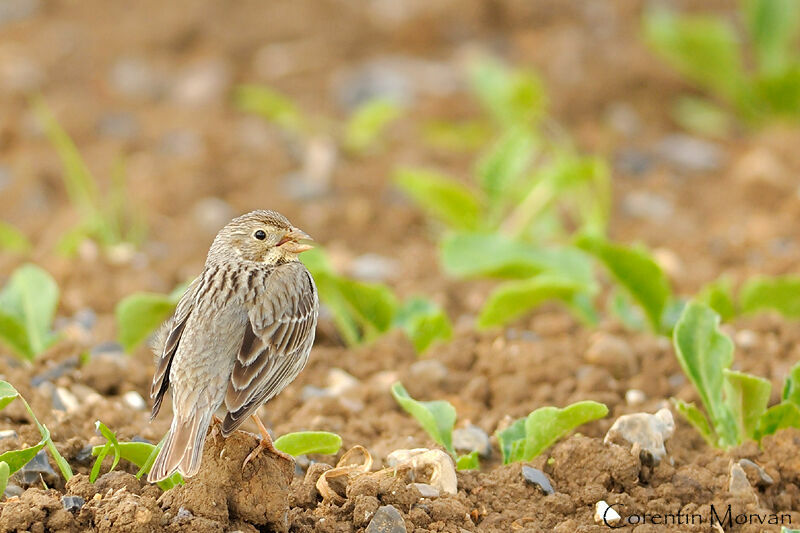 Corn Bunting