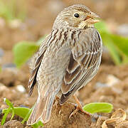 Corn Bunting