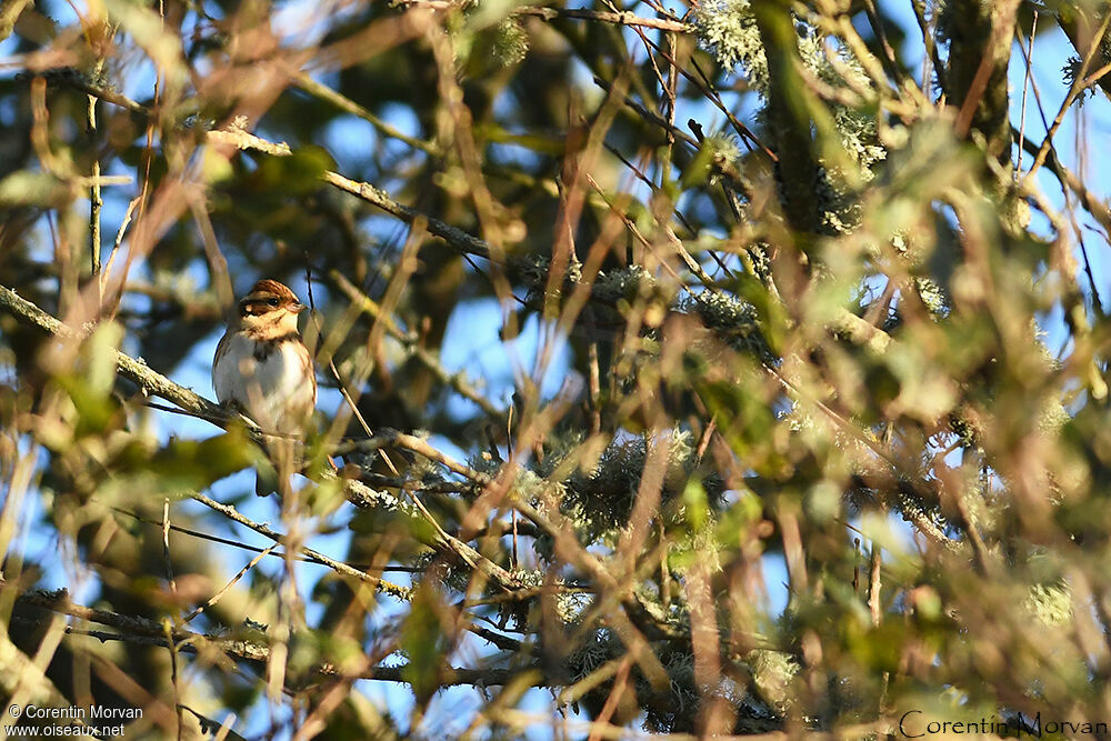 Rustic Bunting