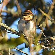 Rustic Bunting