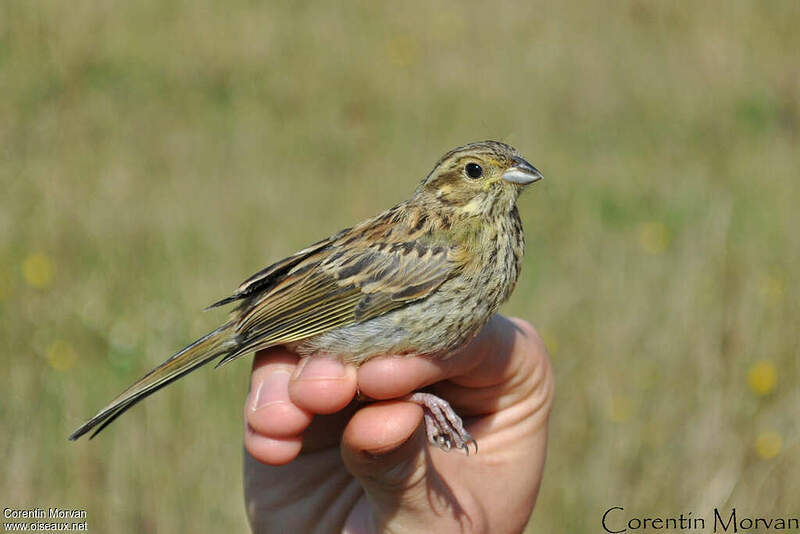 Bruant zizi 1ère année como104849