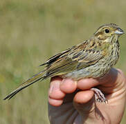 Cirl Bunting