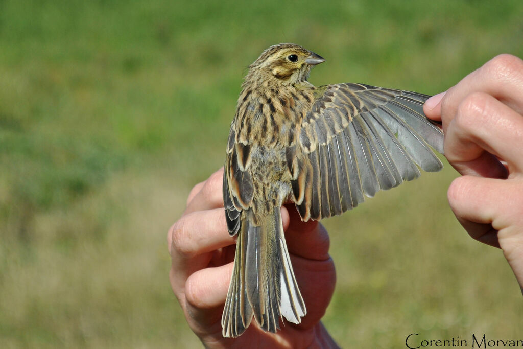 Cirl Buntingjuvenile