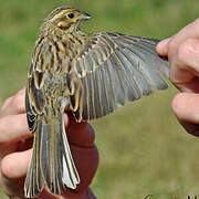 Cirl Bunting