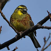 Cirl Bunting