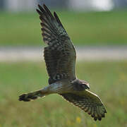 Montagu's Harrier