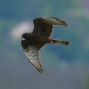 Montagu's Harrier