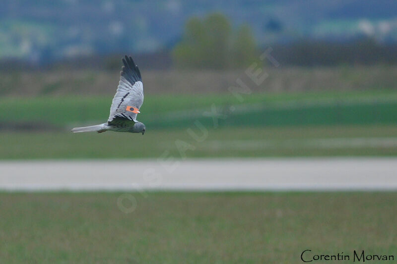 Montagu's Harrier