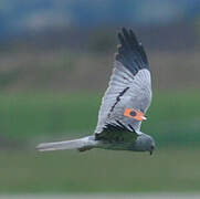 Montagu's Harrier