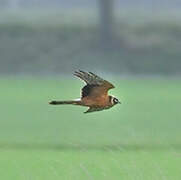 Pallid Harrier