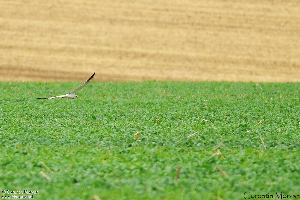 Pallid Harrier