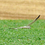 Pallid Harrier