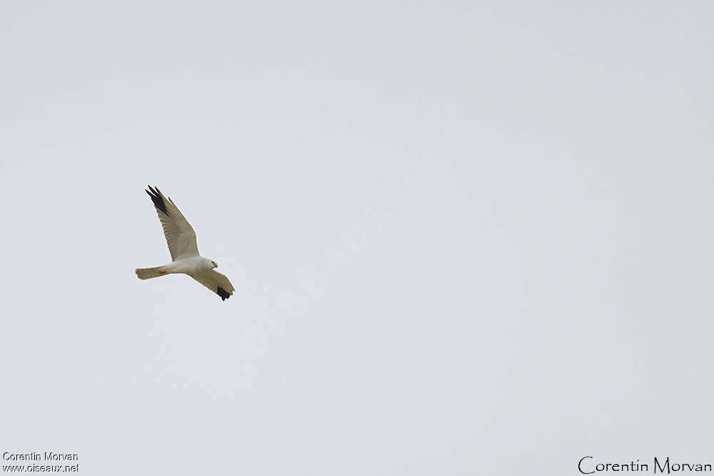 Pallid Harrier male adult, Flight