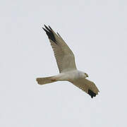 Pallid Harrier