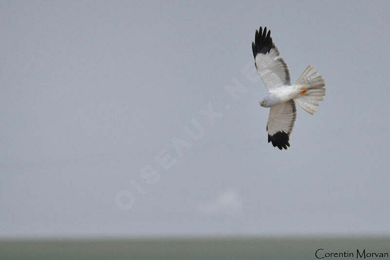 Hen Harrier