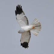 Hen Harrier