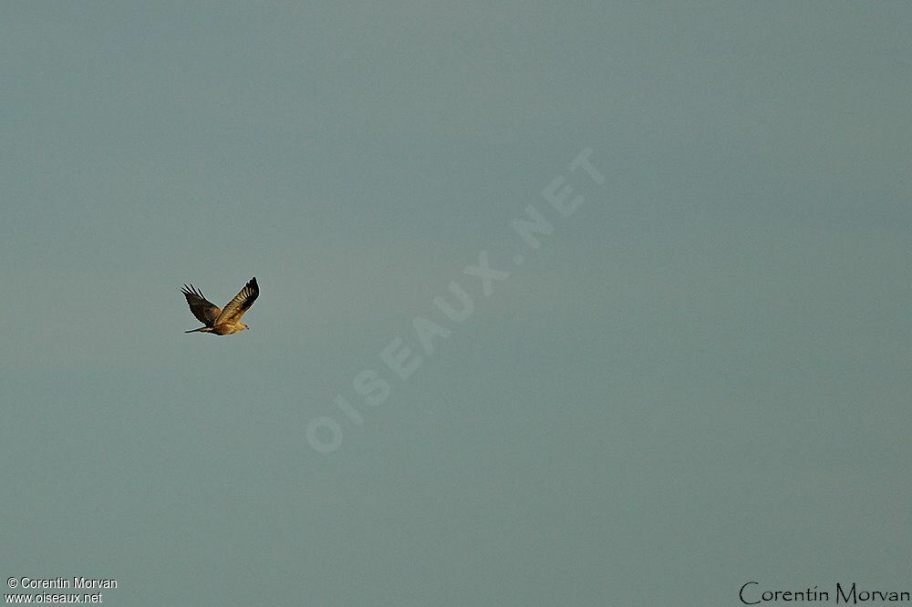 Long-legged Buzzard