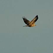 Long-legged Buzzard